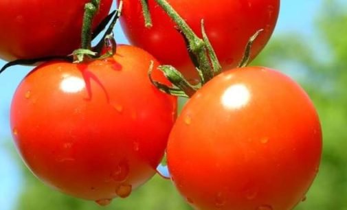 Могут быть последствия: медики назвали противопоказания к употреблению помидоров