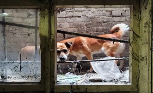 В Днепре спасли двух собак