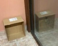 Фото кота-"призрака" оказалось настоящей головоломкой — и вызвало ажиотаж в сети