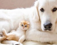 Дружба взрослого пса и маленького вислоухого котенка очаровала Сеть