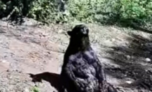 Украинский медведь, принимающий душ в лесу, стал звездой сети