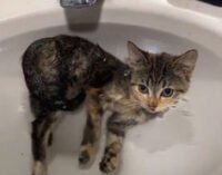 Водолюбивый котенок удивил Сеть