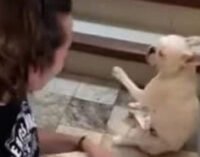 Парень и собака записали зажигательный танец: волнующее видео показали в Сети