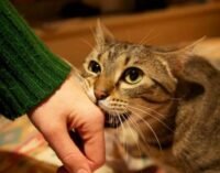 Учёные: кошачьи царапины могут привести к развитию шизофрении