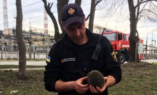Спасли ежа из огня: в Днепре ГСЧС-ники потушили пожар на пустыре