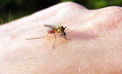 Медики предупредили о смертельной опасности комариных укусов