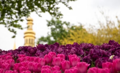 Над композицией работали более 15 дизайнеров: на Певческом открыли выставку с более 700 тысяч тюльпанов