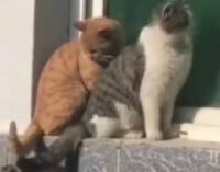 Кошачьи разборки рассмешили соцсети