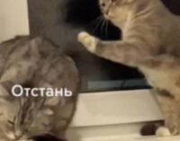 Курьез: видеоролик «разговора» кошки с ее другом стал вирусным в Сети