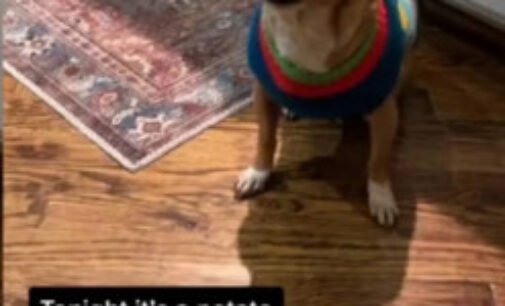 «И так каждый раз»: охраняющая картошку собака рассмешила Интернет