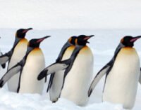 Минутка милоты: полярники «Академика Вернадского» сняли видео, как пингвины «маршируют» к океану за рыбой