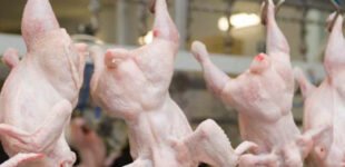 ЕС снял ограничения на ввоз продукции птицеводства из Украины