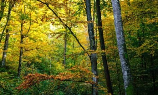 На Дніпропетровщині заборонили відвідувати ліси