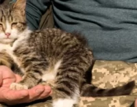 У Кривому Розі тероборонівці знайшли родину для вуличного кота
