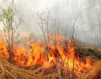 За підпал сухостою – кримінальна відповідальність