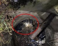 Дніпровські надзвичайники врятували собаку, що потрапила у пастку