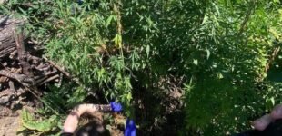 Вилучили понад 200 рослин конопель: на Дніпропетровщині поліцейські викрили місцеву мешканку