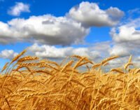 Як аномальна спека на Дніпропетровщині вплинула на урожай
