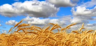 Як аномальна спека на Дніпропетровщині вплинула на урожай