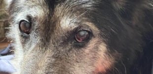 У Дніпрі врятували собаку, який постраждав від атаки рф