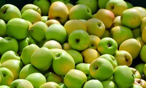 240 гривен за кило: что происходит с ценами на яблоки и виноград в конце июля