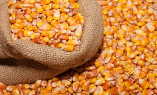 Экспорт зерна из Украины сократился на 20%