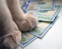 Monobank упростил переводы в долларах и евро: кто теперь получит деньги в валюте