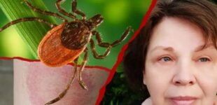 Клещевой энцефалит: рискуют ли украинцы подхватить страшную болезнь в этом сезоне