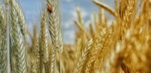 Основные проблемы агросектора: война, климатические изменения и возвращение квот на экспорт агропродукции в ЕС